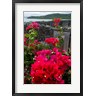 Scott T. Smith / Danita Delimont - Flowering Bougainvillea & Ruins, Chateau Dubuc, Martinique, French Antilles, West Indies (R801530-AEAEAGOFDM)