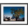 Maresa Pryor / Danita Delimont - Opuntia moniliformis, Succulent dry forest, Puerto Rico (R802082-AEAEAGOFDM)