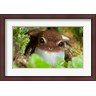 Maresa Pryor / Danita Delimont - Common coqui frog, El Yunque NF, Puerto Rico (R802097-AEAEAGLFGM)
