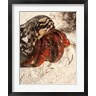 Maresa Pryor / Danita Delimont - Caribbean hermit crab, Mona Island, Puerto Rico (R802102-AEAEAGOFDM)