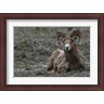 Alison Jones / Danita Delimont - Alberta, Columbia Icefields Parkway, bighorn sheep (R802226-AEAEAGLFGM)