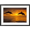 Stuart Westmorland / Danita Delimont - Silhoutte of Bottlenose Dolphins, Caribbean (R802255-AEAEAGOFDM)