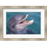 Stuart Westmorland / Danita Delimont - Bottlenose Dolphin, Caribbean (R802259-AEAEAGMFEY)