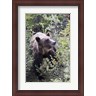 Diane Johnson / Danita Delimont - Grizzly bear in Kootenay National Park, Canada (R802583-AEAEAGLFGM)