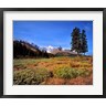 Ric Ergenbright / Danita Delimont - Landscape with Mt Saskatchewan, Banff NP, Alberta (R802622-AEAEAGOFDM)