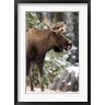 Rebecca Jackrel / Danita Delimont - Alberta, Jasper National Park Bull Moose wildlife (R802632-AEAEAGOFDM)