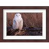 Art Wolfe / Danita Delimont - Snowy owl, British Columbia, Canada (R802649-AEAEAGLFGM)