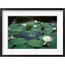 Brent Bergherm / Danita Delimont - White Water-Lily in Bloom, Kitty Coleman Woodland Gardens, Comox Valley, Vancouver Island, British Columbia (R802654-AEAEAGOFDM)