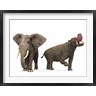 Walter Myers/Stocktrek Images - An adult Platybelodon compared to a modern adult African Elephant (R802816-AEAEAGOFDM)