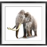 Leonello Calvetti/Stocktrek Images - Woolly Mammoth, White Background (R803600-AEAEAGOFDM)