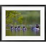 Gary Luhm / Danita Delimont - British Columbia, Common Goldeneye, chicks, swimming (R803755-AEAEAGOFDM)