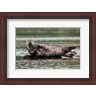 Michael DeFreitas / Danita Delimont - Harbor seal, Great Bear Rainforest, British Columbia, Canada (R804128-AEAEAGLFGM)