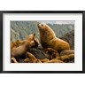 Paul Colangelo / Danita Delimont - Steller sea lion, Queen Charlottes, British Columbia (R804161-AEAEAGOFDM)