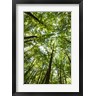 Michael Hudson - Woods, Shenandoah National Park (R804445-AEAEAGOFDM)