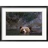 Rebecca Jackrel / Danita Delimont - Canada, British Columbia Grizzly bear swimming (R805170-AEAEAGOFDM)