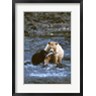 Steve Kazlowski / Danita Delimont - Sow with Cub Eating Fish, Rainforest of British Columbia (R809908-AEAEAGOFDM)