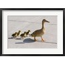 David R. Frazier / Danita Delimont - Mallard hen and ducklings in Madison, Wisconsin (R812424-AEAEAGOFDM)