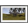 Kostyantyn Ivanyshen/Stocktrek Images - Dicraeosaurus in a Savanna Landscape (R823563-AEAEAGOFDM)