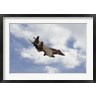 Remo Guidi/Stocktrek Images - F-15 Eagle (R824458-AEAEAGOFDM)
