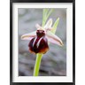 Scott T. Smith / Danita Delimont - Greece, Crete Orchid in Bloom (R826109-AEAEAGOFDM)