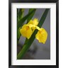 Doug Ohman - Yellow Flag Iris (R827449-AEAEAGOFDM)