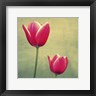 Lillian Bell - Tulip in Fuchsia II (R833103-AEAEAGOELM)