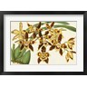 Stroobant - Graceful Orchids I (R833683-AEAEAGOFLM)