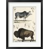 N. Remond - Antique Cow & Bison Study (R833773-AEAEAGOFLM)