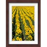 David Barnes / Danita Delimont - Sunflowers, Provence, France (R835661-AEAEAGLFGM)