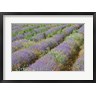 Brenda Tharp / Danita Delimont - Rows of Lavender in France (R835757-AEAEAGOFDM)