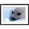 Gavriel Jecan / Danita Delimont - Seal Pup on Gulf of St. Lawrence (R835823-AEAEAGOFDM)