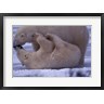 Art Wolfe / Danita Delimont - Polar Bears in Canada (R835854-AEAEAGOFDM)
