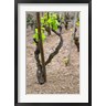 Per Karlsson / Danita Delimont - Vineyards in the Cote Rotie District (R835956-AEAEAGOFDM)
