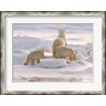 Jaynes Gallery / Danita Delimont - Polar Bear in Churchill (R836013-AEAEAGKFGE)