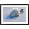 Keren Su / Danita Delimont - Harp Seal Pup on Ice (R836350-AEAEAGOFDM)
