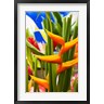 Walter Bibikow / Danita Delimont - Heliconia Flower, Seafront Market (R836398-AEAEAGOFDM)