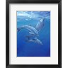 Timothy O'Toole - Under Sea Dolphins (R845668-AEAEAGOFLM)