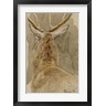 Rosa Bonheur - Study of a Deer (R851584-AEAEAGOFDM)