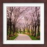 Chuck Burdick - Cherry Blossom Trail (R857326-AEAEAGLFGM)