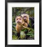 Panoramic Images - White-Throated Capuchin Monkeys (Cebus capucinus) on tree, Tortuguero, Costa Rica (R857792-AEAEAGOFDM)