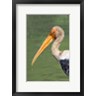 Panoramic Images - Painted Stork, Bandhavgarh National Park, India (R857878-AEAEAGOFDM)
