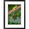 Panoramic Images - Plumed Basilisk, Costa Rica (R857944-AEAEAGOFDM)
