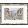 Panoramic Images - Empty Forest Road, McCarthy, Alaska (R858020-AEAEAGKFGE)