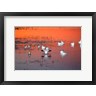 Panoramic Images - Snow Geese On Water (R858034-AEAEAGOFDM)