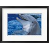 Panoramic Images - Dolphin (R858078-AEAEAGOFDM)