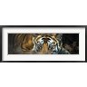 Panoramic Images - Bengal Tiger, India (R858711-AEAEAGOFDM)