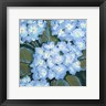 Timothy O'Toole - Blue Hydrangeas I (R859255-AEAEAGOELM)