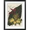 Stroobant - Begonia Varieties II (R865406-AEAEAGOFLM)