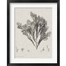 Henry Bradbury - Charcoal & Linen Seaweed V (R865695-AEAEAGOFLM)