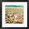 Lisa Hill Saghini - Shells Beach II (R870916-AEAEAGOEDM)